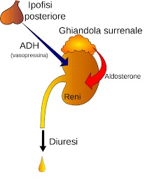 ADH-Vasopressina  (Ormone Antidiuretico)